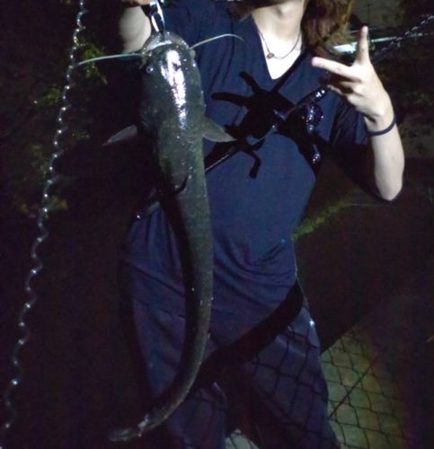 ナマズの釣果