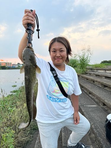 ニホンナマズの釣果