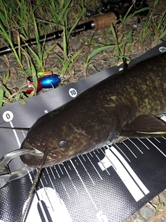 ナマズの釣果
