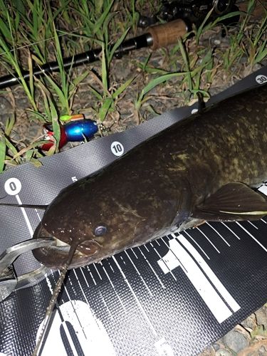 ナマズの釣果