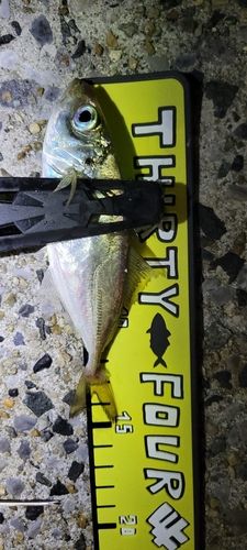知多湾