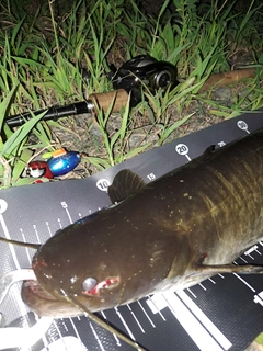 ナマズの釣果