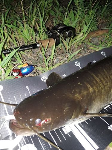 ナマズの釣果