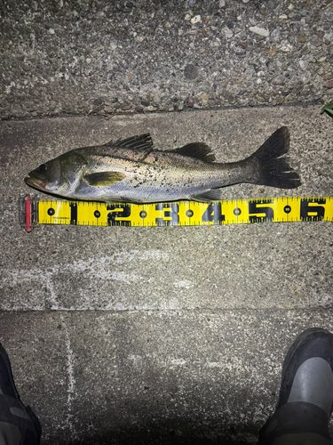 衣浦湾
