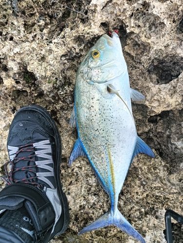 カスミアジの釣果