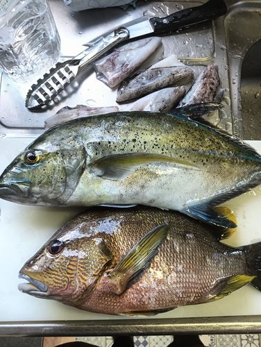 ナミフエダイの釣果