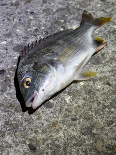キチヌの釣果