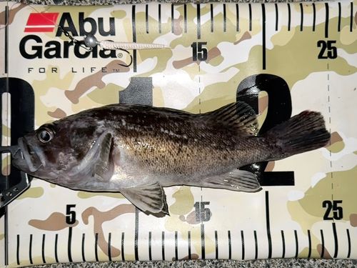 クロソイの釣果