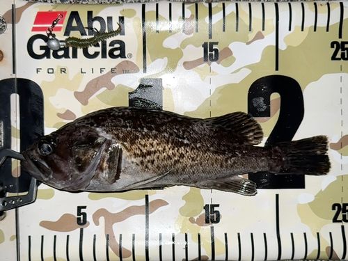 クロソイの釣果