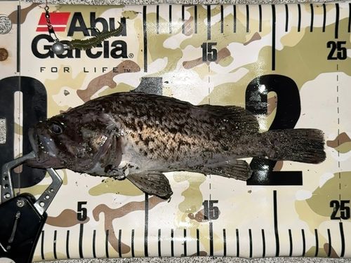 クロソイの釣果