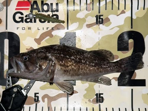 クロソイの釣果