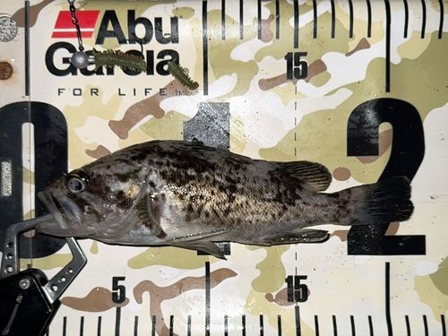 クロソイの釣果