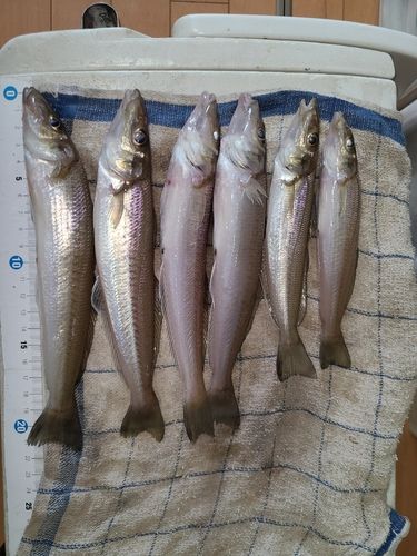 キスの釣果