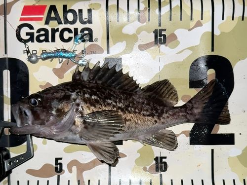 クロソイの釣果