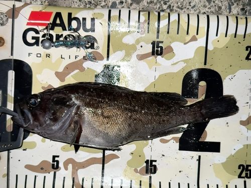 クロソイの釣果