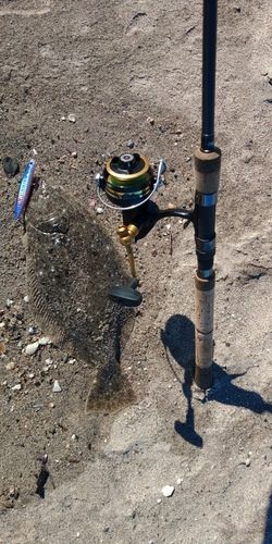 ヒラメの釣果