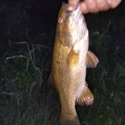 スモールマウスバス