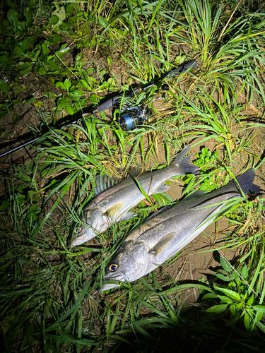 シーバスの釣果