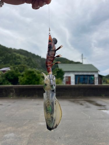 白杉漁港
