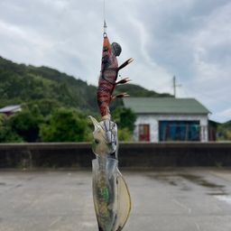 アオリイカ