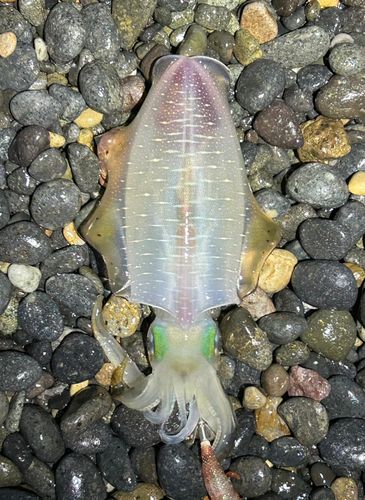 梯川河口
