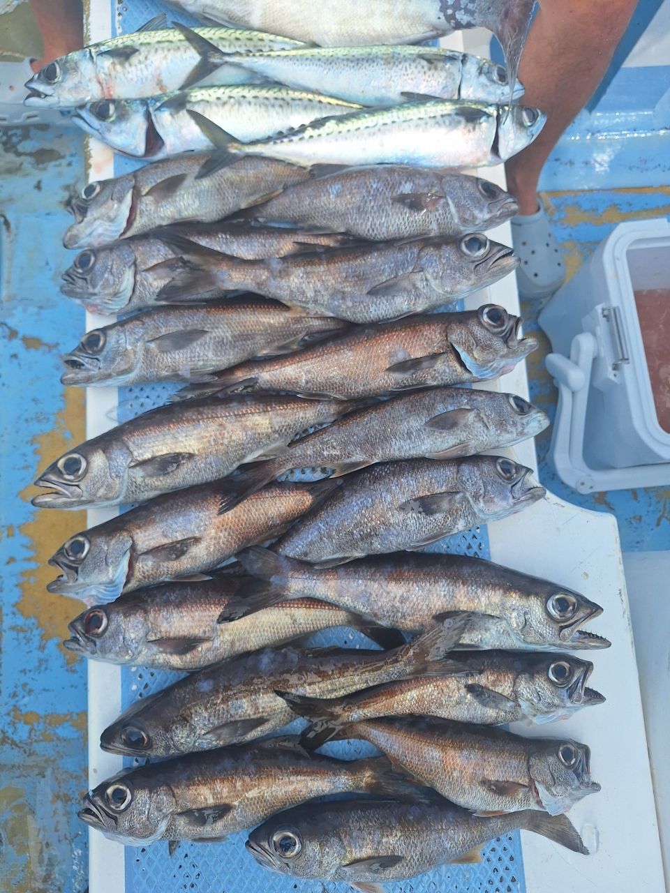 第三つちそう丸 船長さんの釣果 2枚目の画像