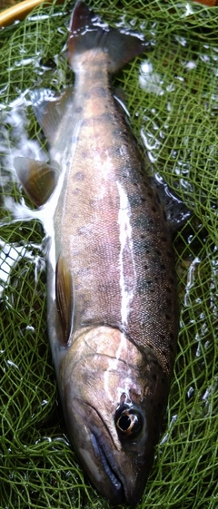 ヤマメの釣果