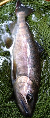 ヤマメの釣果