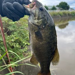 スモールマウスバス