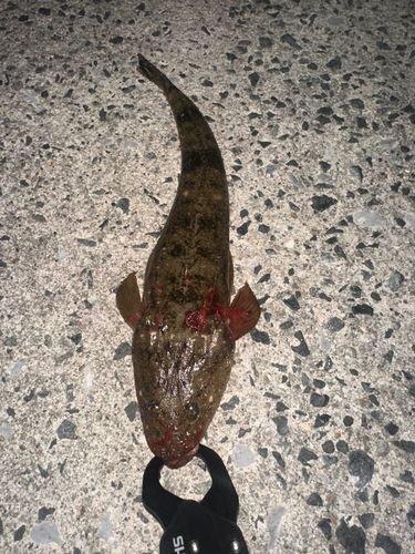 マゴチの釣果