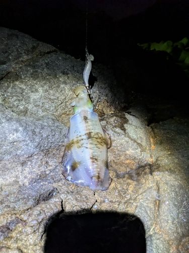 サゴシの釣果