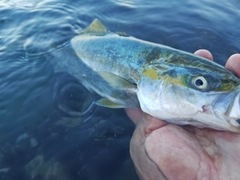 フクラギの釣果