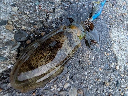 アオリイカの釣果