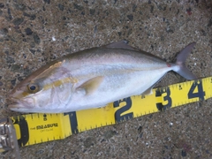 ネリゴの釣果