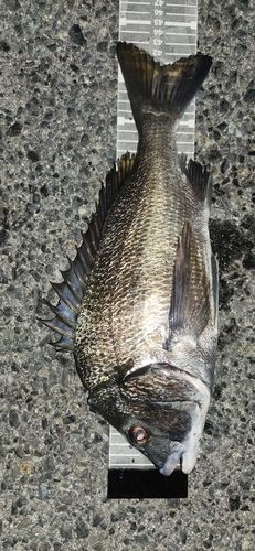 チヌの釣果