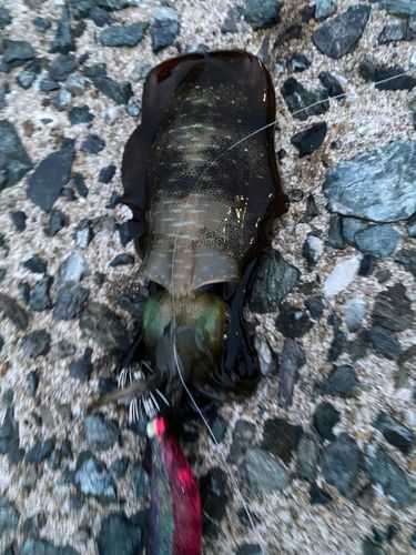 アオリイカの釣果
