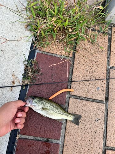 浜大津