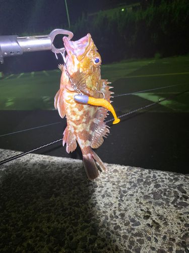アラカブの釣果