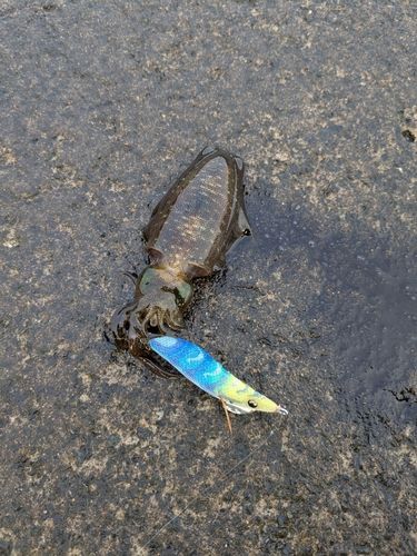 敦賀湾