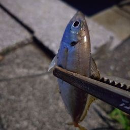 アジ