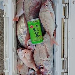 ハナダイ