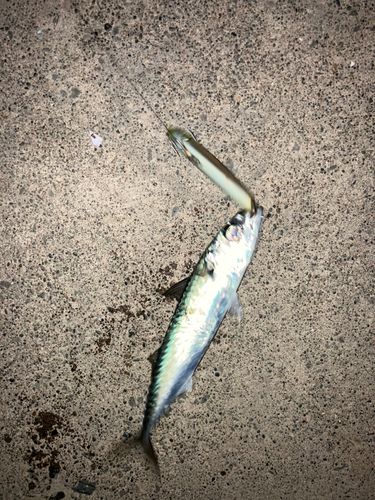 サバの釣果