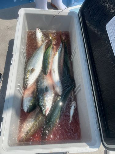 イナダの釣果