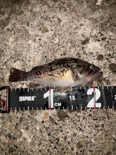ソイの釣果