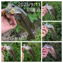 ブラックバスの釣果