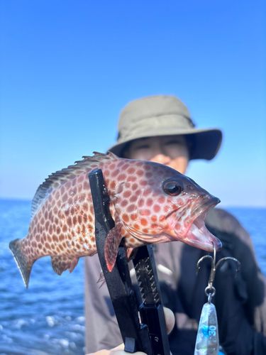オオモンハタの釣果