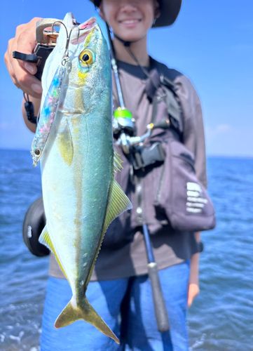 ワカシの釣果
