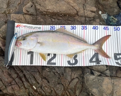 シオの釣果