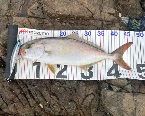 シオの釣果