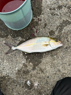 シオの釣果